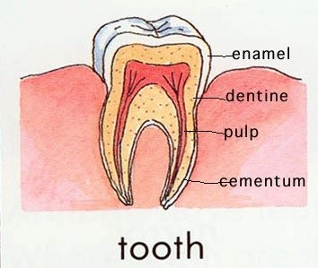 354x299 Tooth Drawing Teeth Whitening