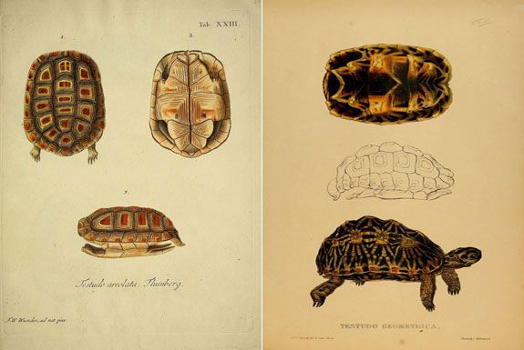 575x385 Scientific Illustrations Your Go To Guides For Halloween Costumes