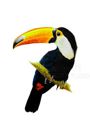 182x277 Toucan Bird Drawing