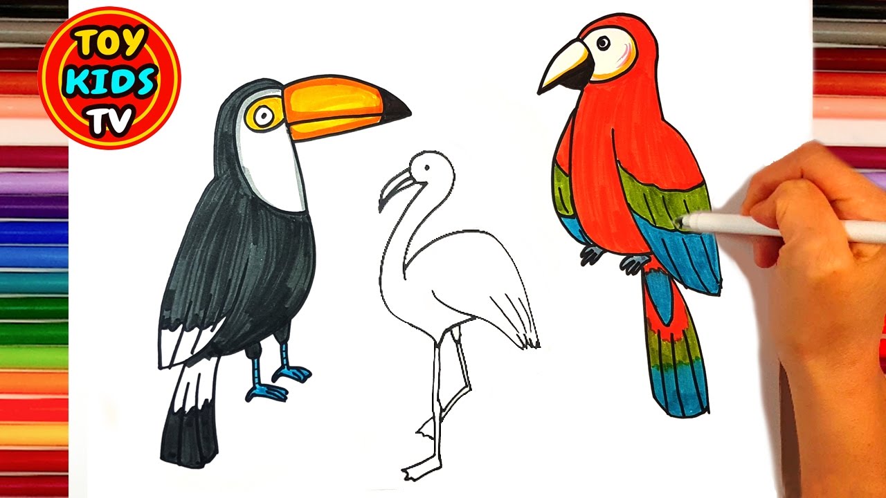 1280x720 How To Draw A Bird Parrot Flamingo Toucan Peacock Learn