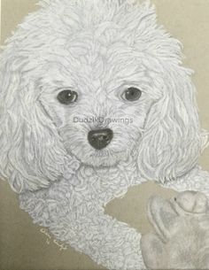 236x305 Grey Toy Poodle By Xx Ashley On Poodles, Poodles