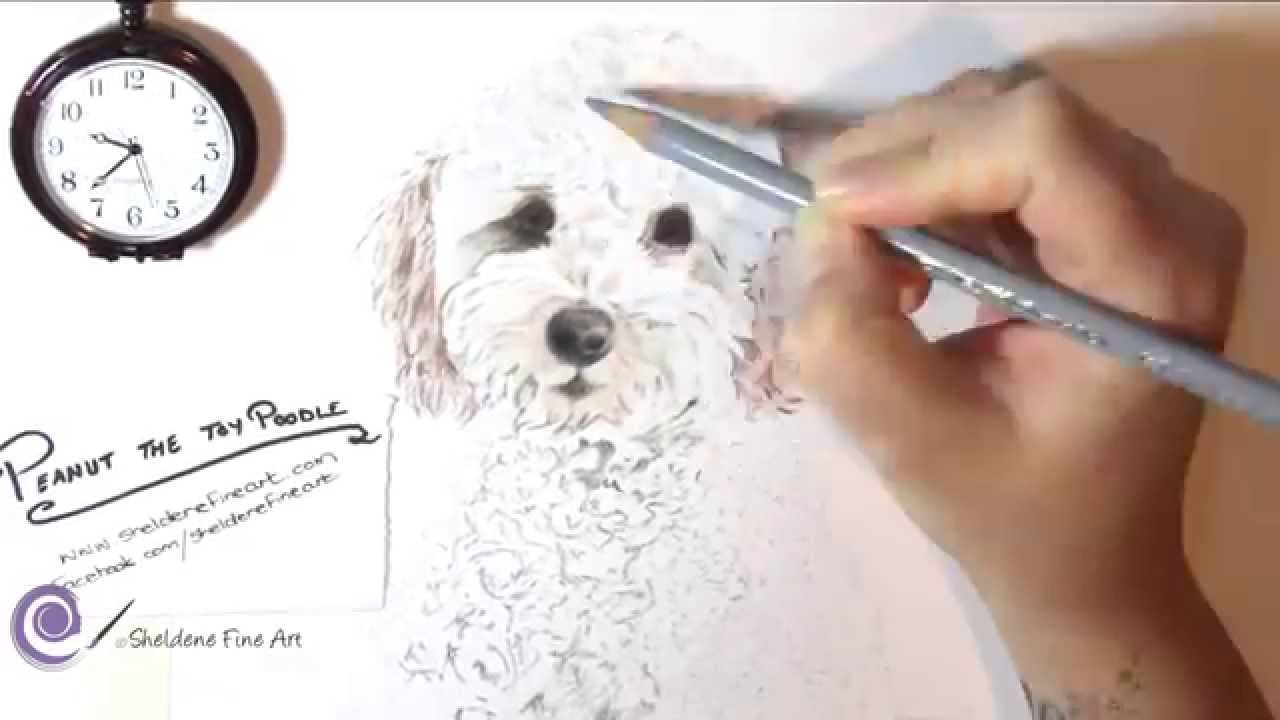 1280x720 Realistic Drawing Of Toy Poodle
