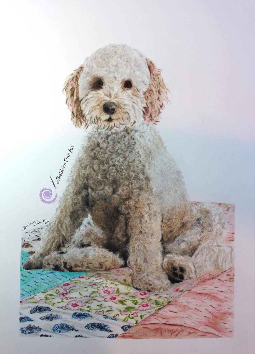 864x1200 Sheldene Visagie On Twitter Peanut The Toy Poodle Drawing