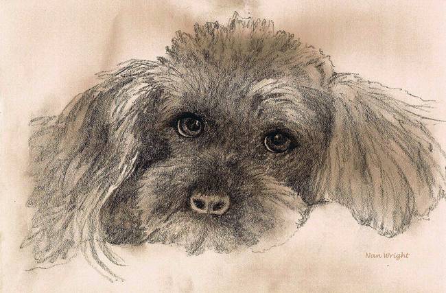 650x427 Sketch Of Poodle By Nan Wright