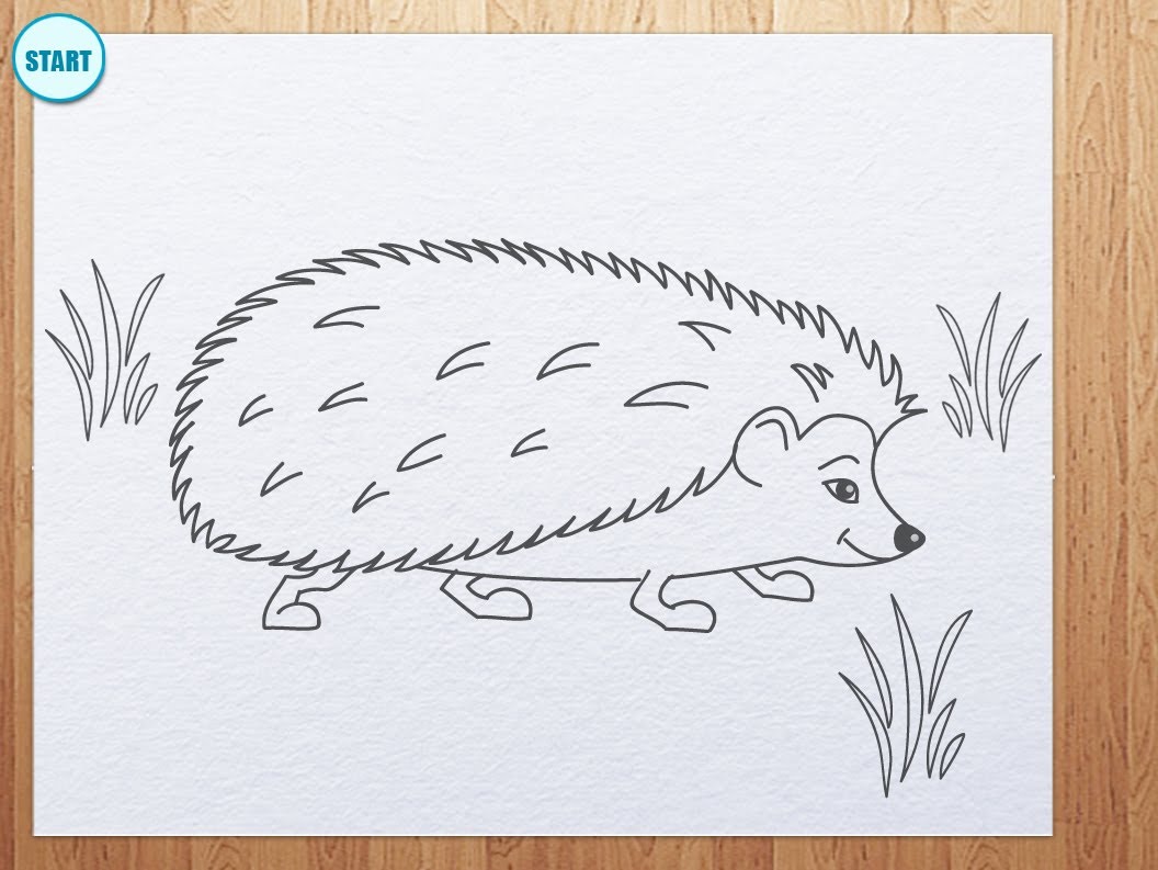 1056x793 How To Draw A Hedgehog