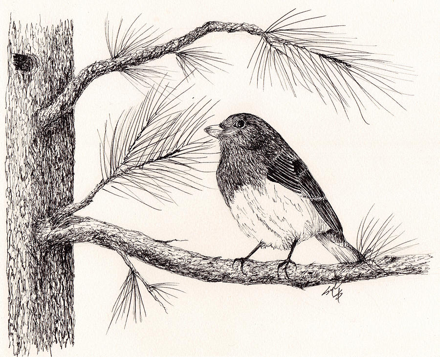 900x730 Junco In The Pine Tree Drawing By Syl Lobato