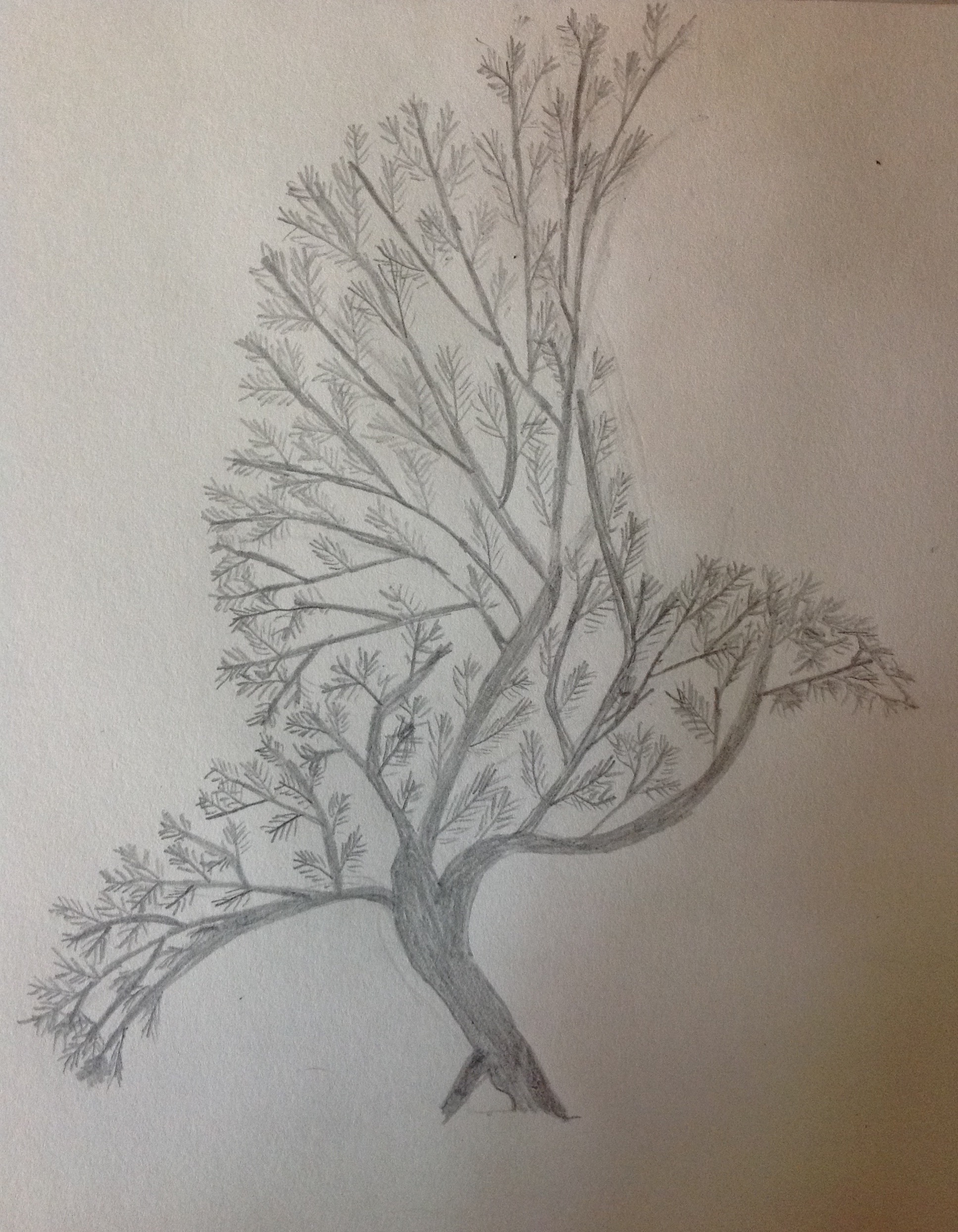 1935x2486 Tree Shaped As Bird Pencil Drawings Draw