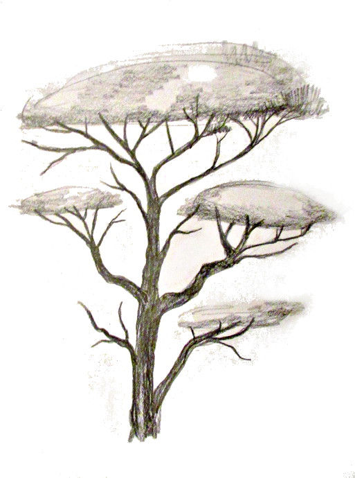 513x690 How To Draw A Tree