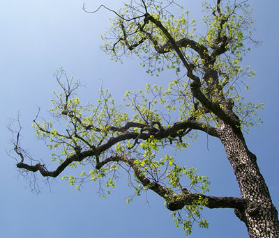 400x342 Tree Branch Drawing Art Lesson