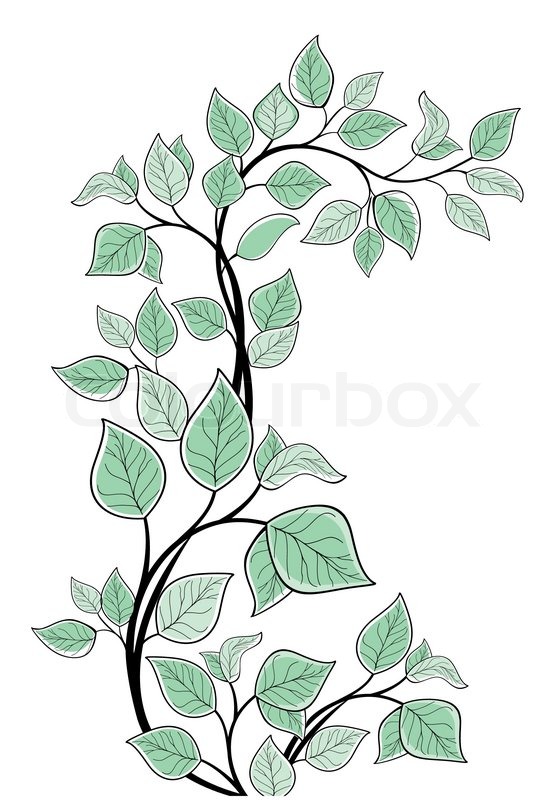 558x800 Vector Drawing Of The Tree Branch