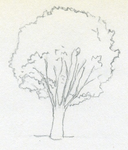 442x519 Draw A Tree Simply And Easily