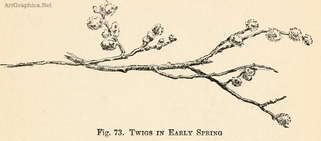 650x285 Drawing Tree Branches, Beginner Art Book Drawing