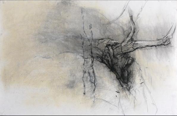 596x391 Tree Drawing,
