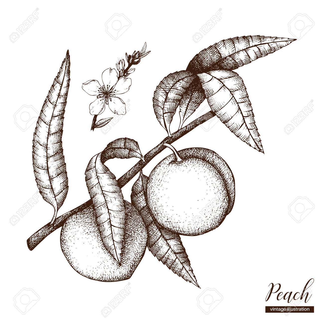 1300x1300 Hand Drawn Peach Tree Illustration. Engraved Fruit Drawing