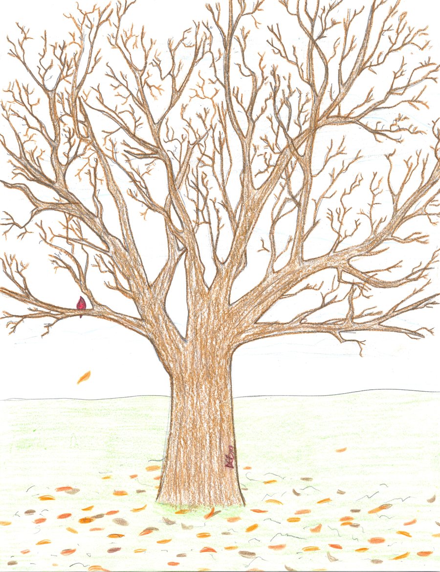 900x1171 Realistic Tree Drawing First Realistic Tree By Songbreez