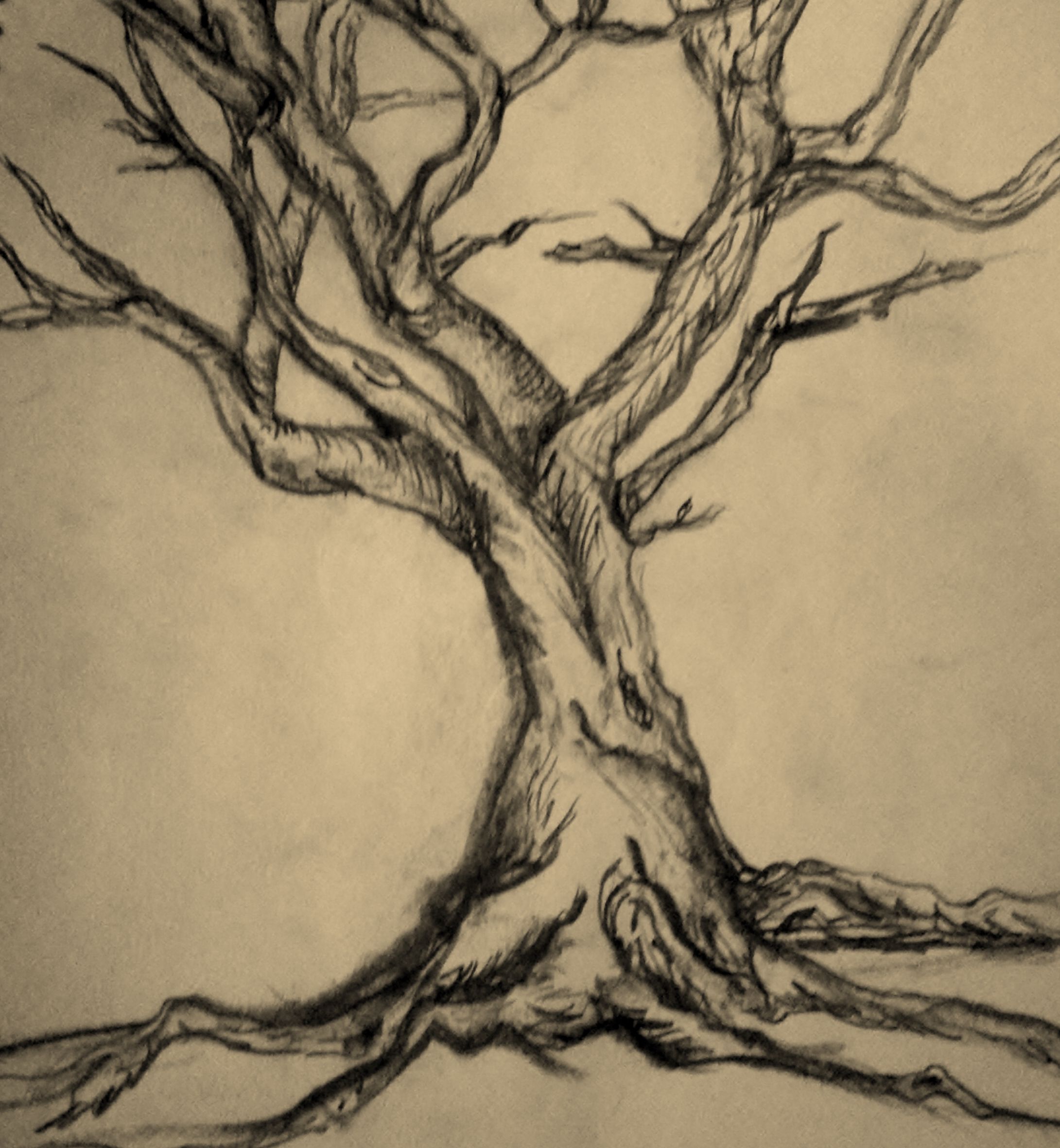 2181x2362 Twisted Tree Drawing Random Drawings Lt3 Pencil
