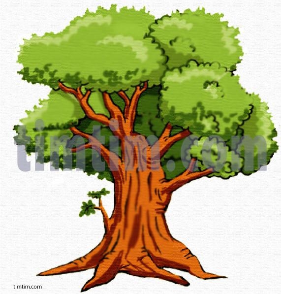 571x597 Tree Drawings Color Simple Living Tree In The World Places