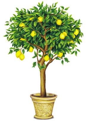 300x409 Lemon Tree Drawing