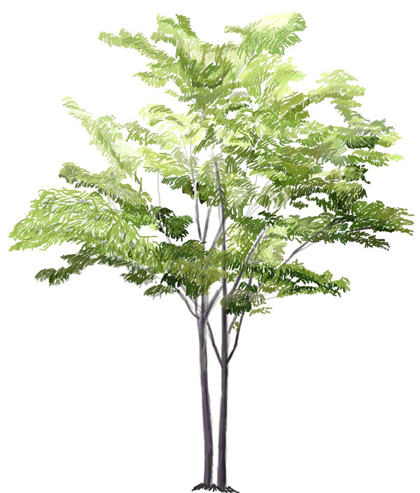 600x705 How To Draw A Tree