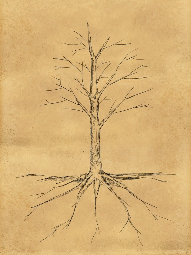 626x836 Tree Sketch No Leaves Root On Paper Photo Free Download
