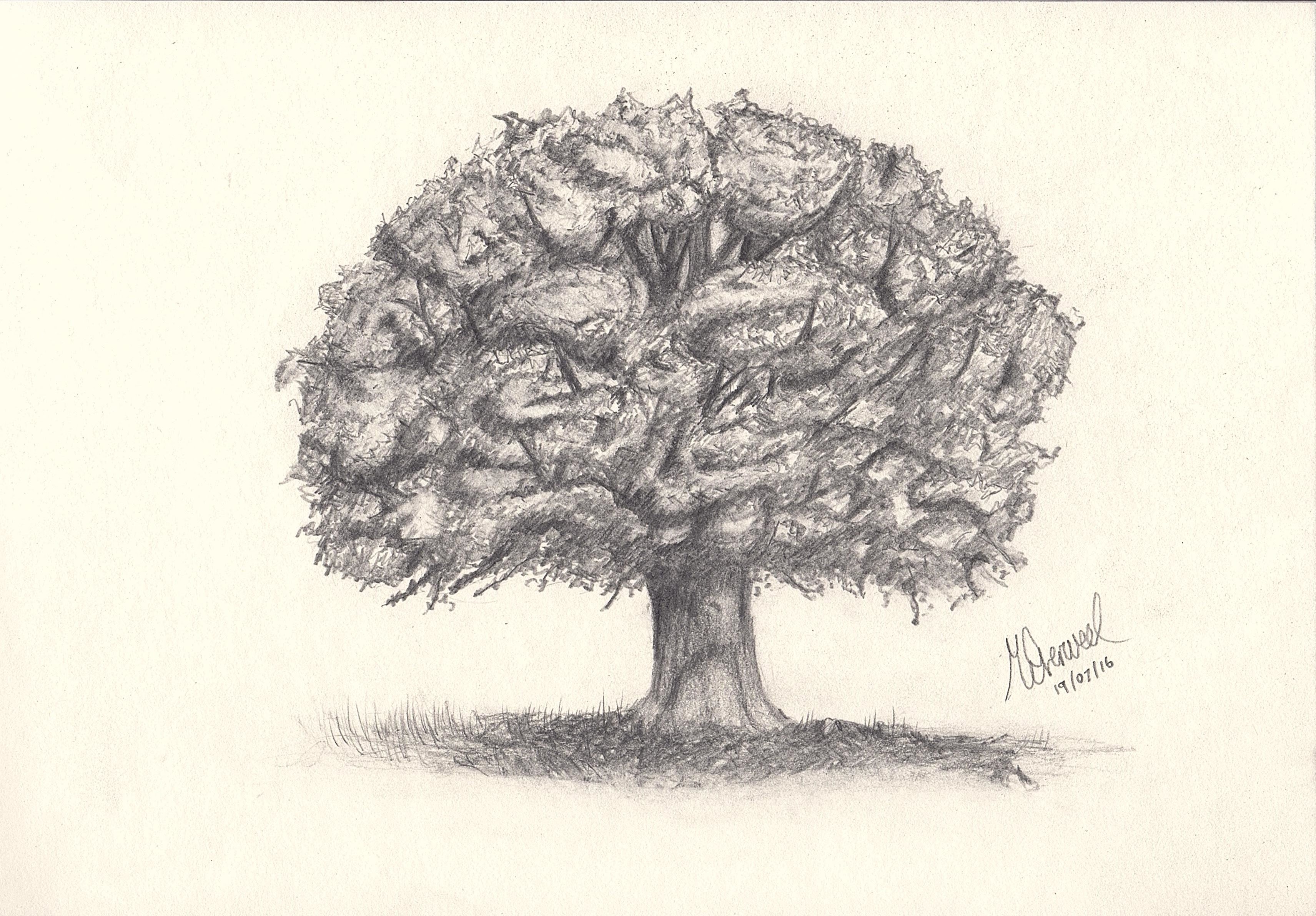 Tree Drawing Oak at GetDrawings | Free download