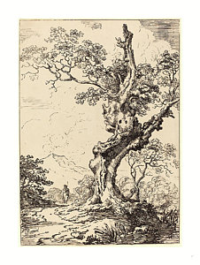 226x300 Study Of An Old Oak Tree, Water On Right Drawing By George Samuel