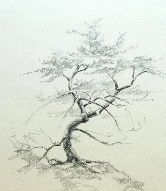 559x643 53 Best Drawing Ideas 2 Images On Drawing Trees