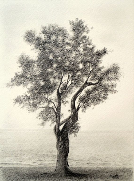 570x769 Olive Tree Pencil Drawing Pencil Art, Paintings And Artist