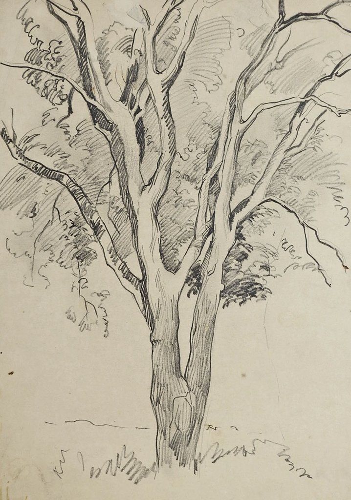 718x1024 Tree Pencil Study Drawing By George Baer Draw, Drawing Ideas