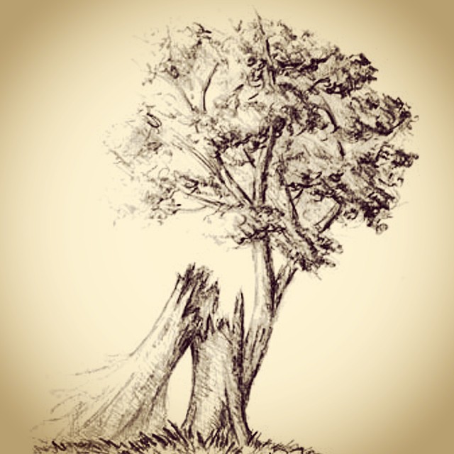 640x640 Broken Tree Drawing