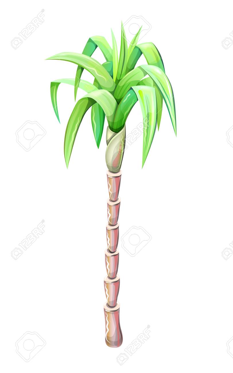 812x1300 Palm Tree Drawing Isolated On White Background, Vector