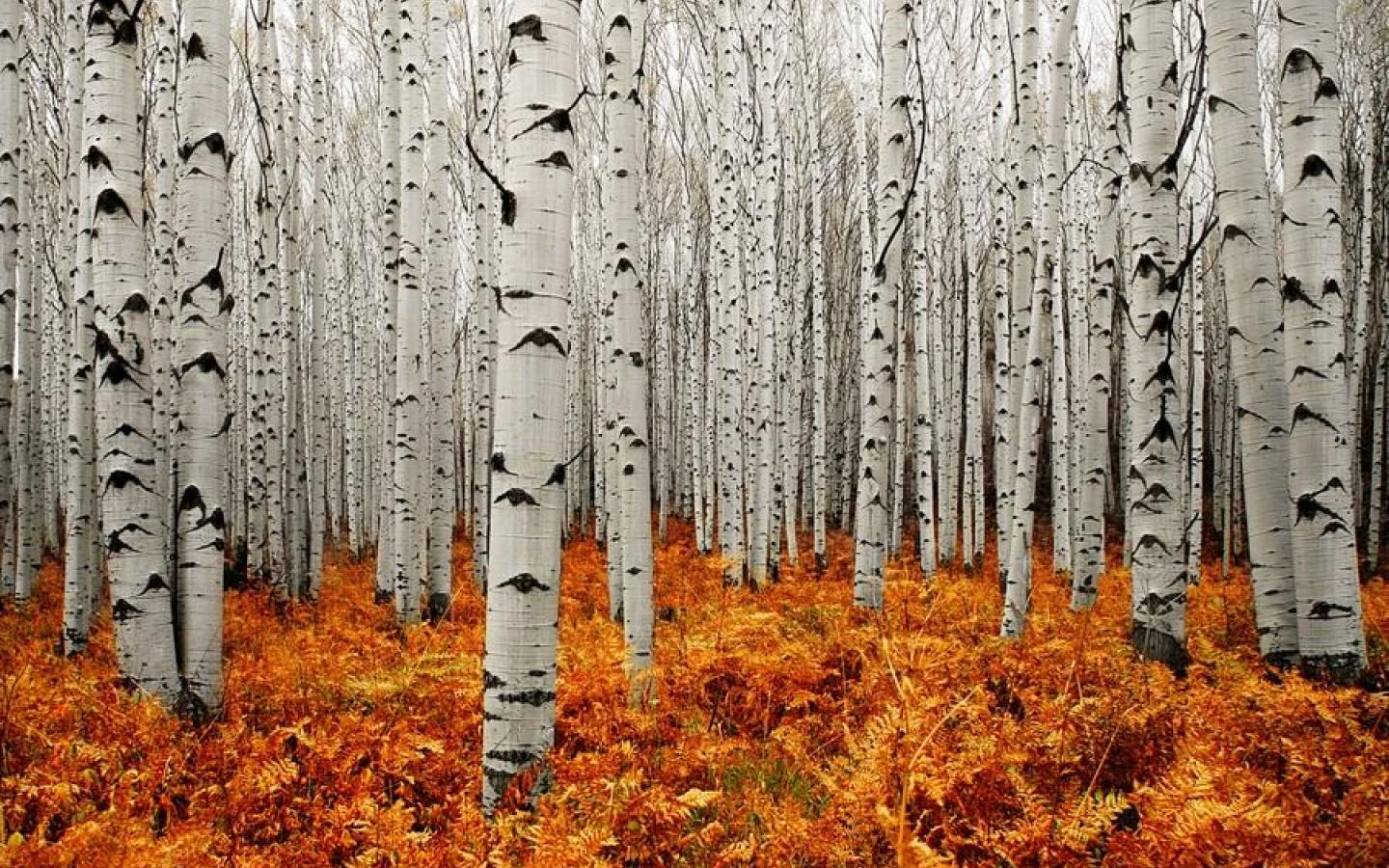 1440x900 Aspen Tree Wallpaper Group With 58 Items