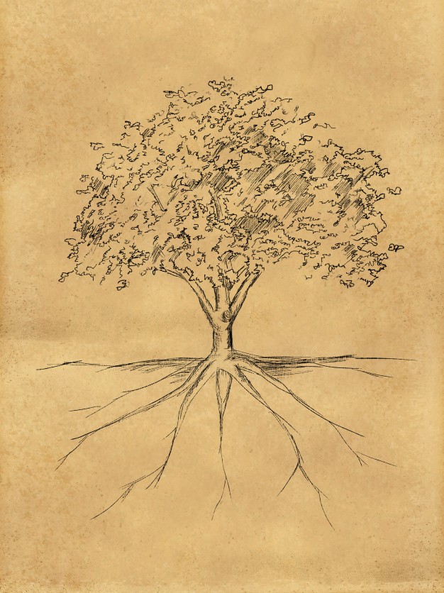 626x836 Tree Roots Vectors, Photos And Psd Files Free Download