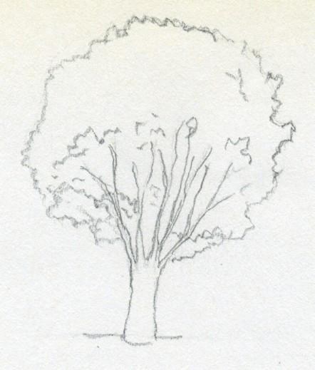 442x519 Tree Drawing Easy With Leaves Simple Living Tree In The World Places