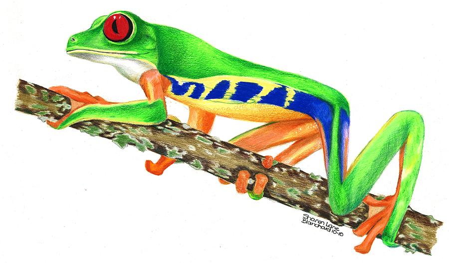 900x527 Red Eyed Tree Frog Drawing By Sharon Blanchard