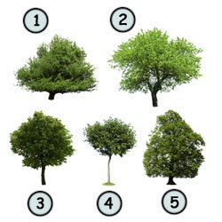 250x250 How To Draw Cartoon Trees