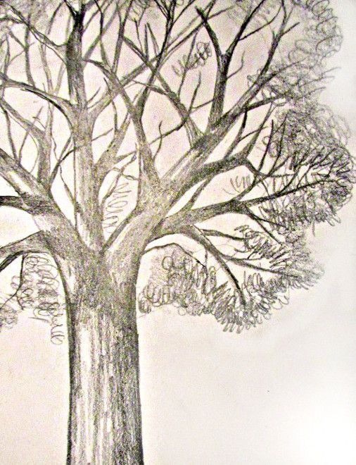506x660 152 Best Drawing Trees Images On Drawing Tutorials