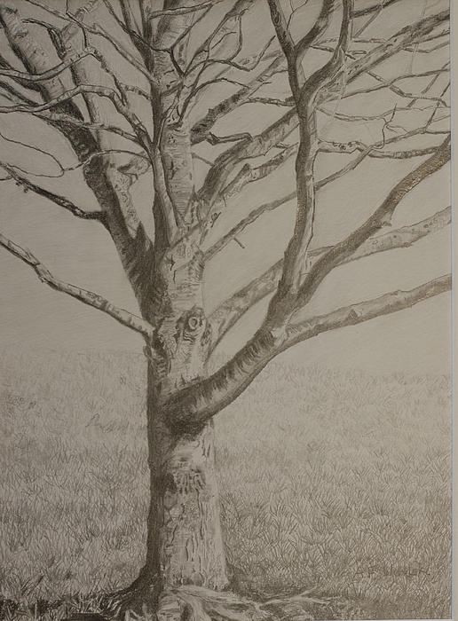 516x700 Maple Tree In Winter (Drawing