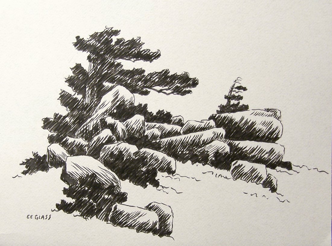 1101x816 Drawing Pine Trees In Pen