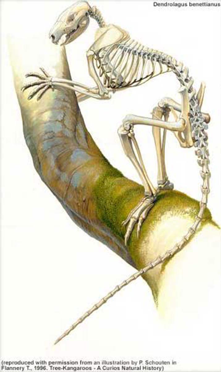 715x1204 The Tree Kangaroo And Mammal Group Tree Kangaroos In Australia