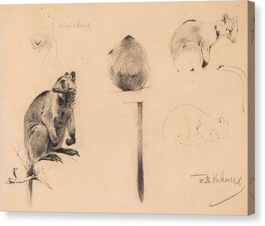 546x465 Tree Kangaroo Art