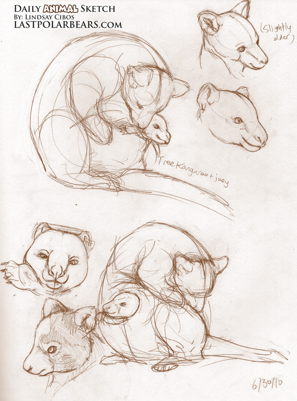 593x799 Tree Kangaroo And Joey How To Draw Animals And Creature