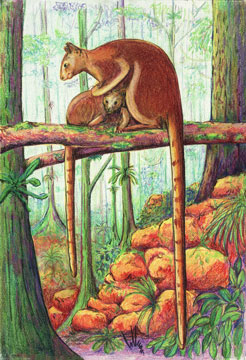 246x360 Tree Kangaroos Coloured Pencil Drawing My Art Works