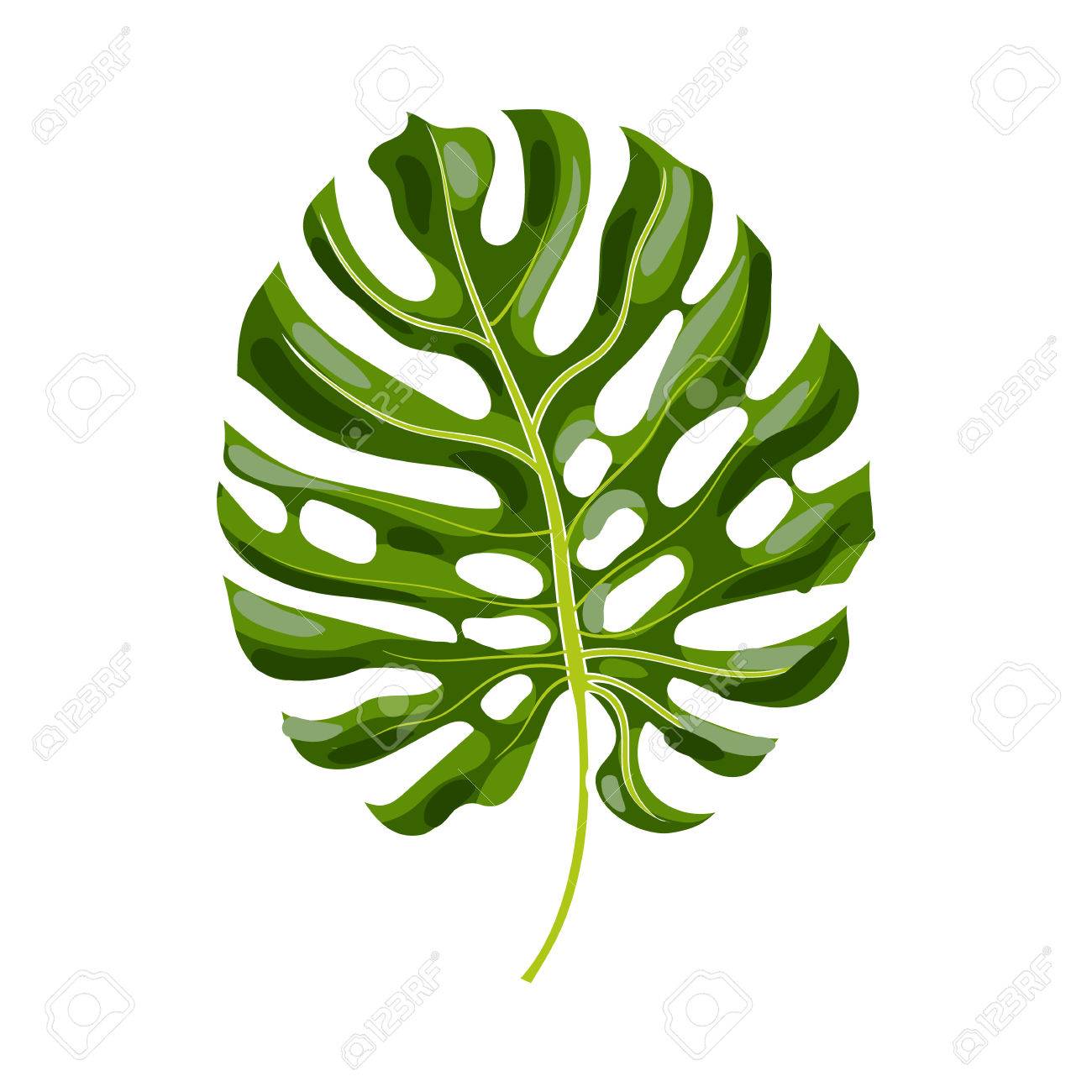 1300x1300 Full Fresh Leaf Of Monstera Palm Tree, Vector Illustration