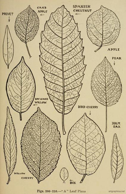 423x650 How To Draw Tree Leaves Art Tree Leaves, Leaves