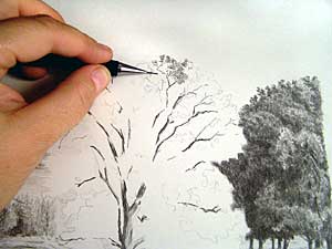 300x225 How To Draw Trees (Part 2) By Diane Wright