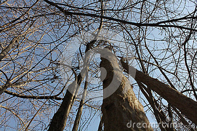 400x267 One Of Pomegranate Tree In Winter That No Leaves Make A Beautiful