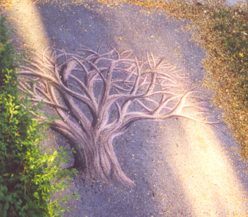 358x313 Sidewalk Chalk Drawings Oak Tree With No Leaves