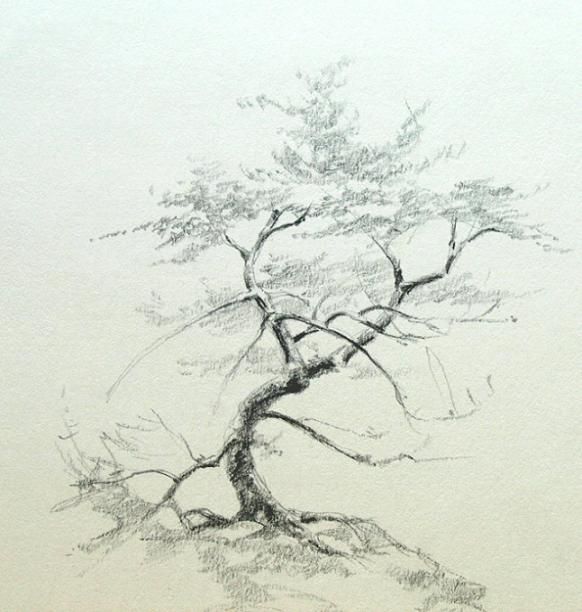 582x612 The Pencil Drawings Of Oak Trees Or Pine Trees Can Be Done If You