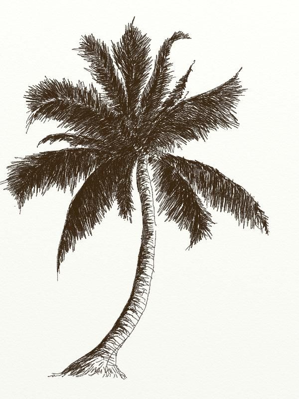 600x800 Coconut Tree Drawing